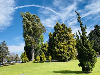 Trees on landscape against sky