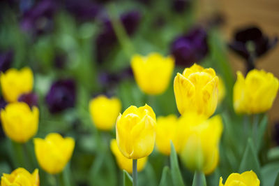 Close-up of yellow flowering plant in field