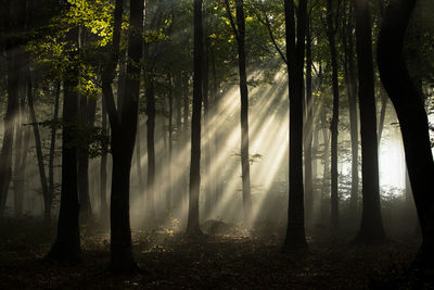 Trees in forest at sunrise