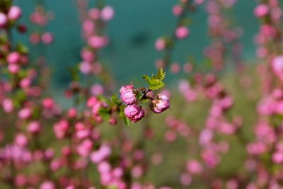 Close-up pink flowers blooming outdoors