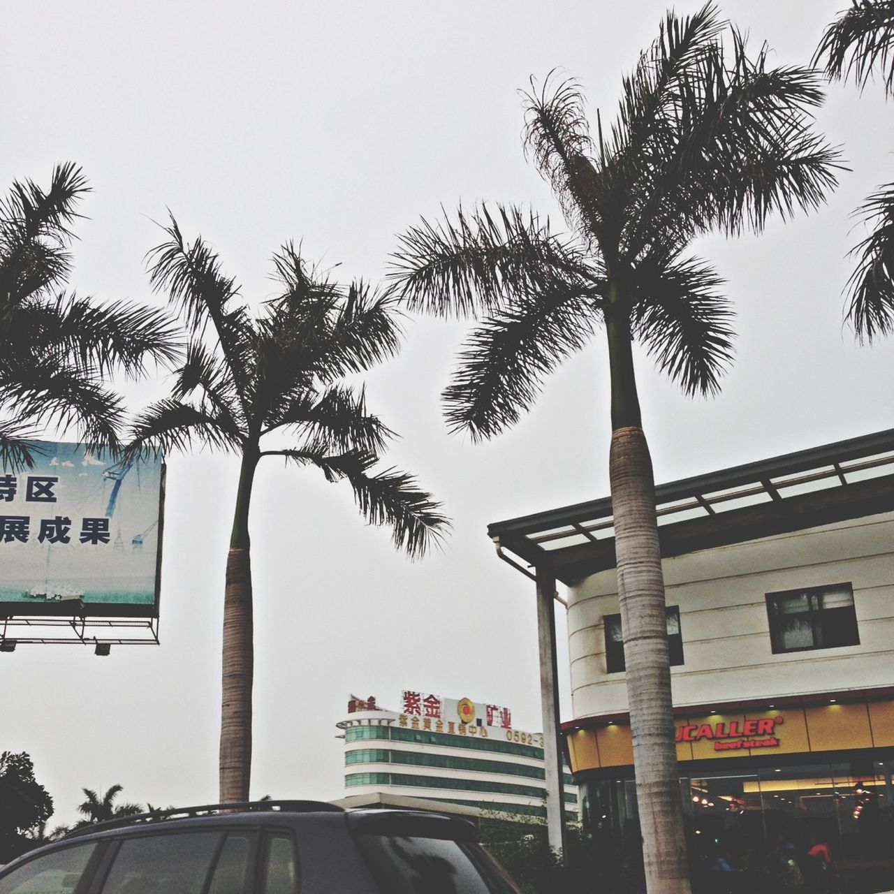 tree, building exterior, architecture, built structure, palm tree, low angle view, clear sky, car, city, sky, transportation, street light, land vehicle, street, branch, building, outdoors, mode of transport, growth, day