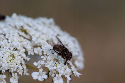 Close-up of insect on white flower