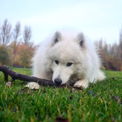 Dog relaxing on grassy field