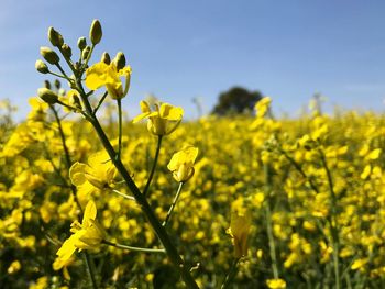 Close-up of yellow flowering plants on field against sky