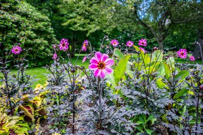 Close-up of pink flowers blooming outdoors