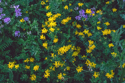 flowering plant