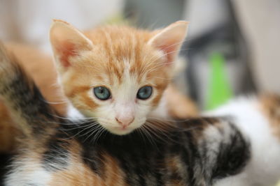 Close-up portrait of a kitten