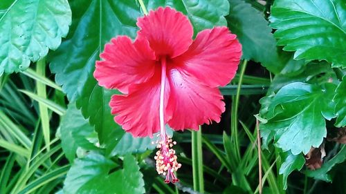 Close-up of pink flowers