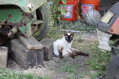 Portrait of cat on grass