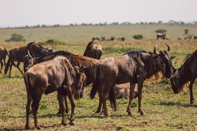 Gnu antelopes on field