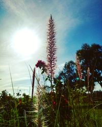 Close-up of plants growing on field against sky