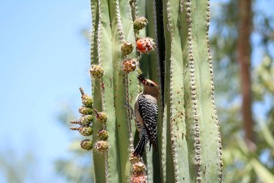 Low angle view of cactus plant against sky