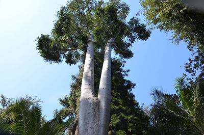 Low angle view of trees against sky