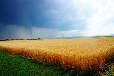 Scenic view of agricultural field against sky