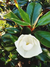 Close-up of white flower blooming outdoors