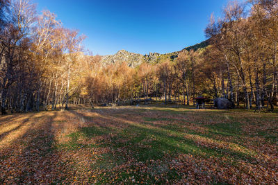 Trees on field against sky during autumn