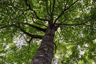 Low angle view of bamboo trees in forest