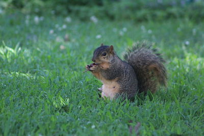 Squirrel on grassy field