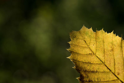 Close-up of autumn leaf