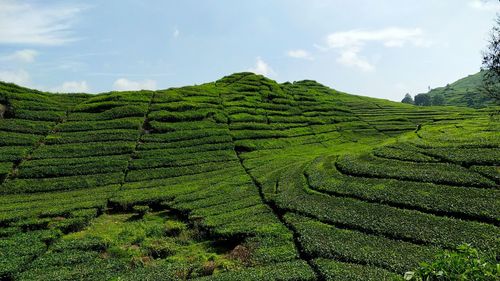 Scenic view of agricultural field against sky