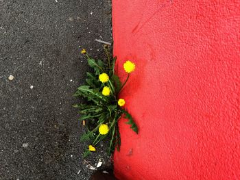 Close-up of yellow flowering plant