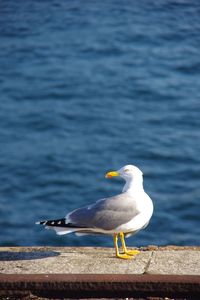 Seagull perching on railing