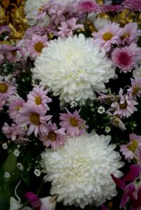 Full frame shot of white flower