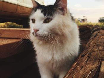 Close-up of cat sitting outdoors