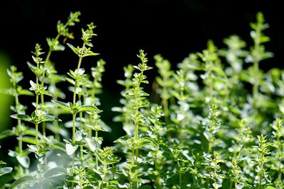 Close-up of fresh green plant