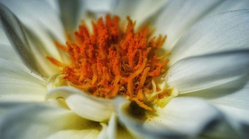 Close-up of day lily blooming outdoors