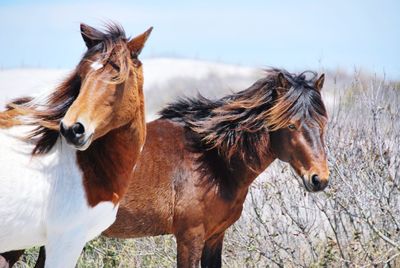 Horse in ranch