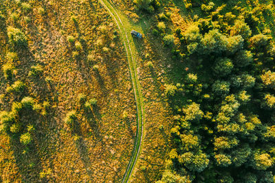 Aerial view of car in forest