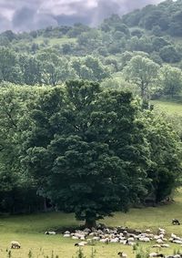 Scenic view of trees on field against sky