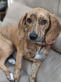 Close-up portrait of a dog