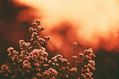 Close-up of flowering plant on field