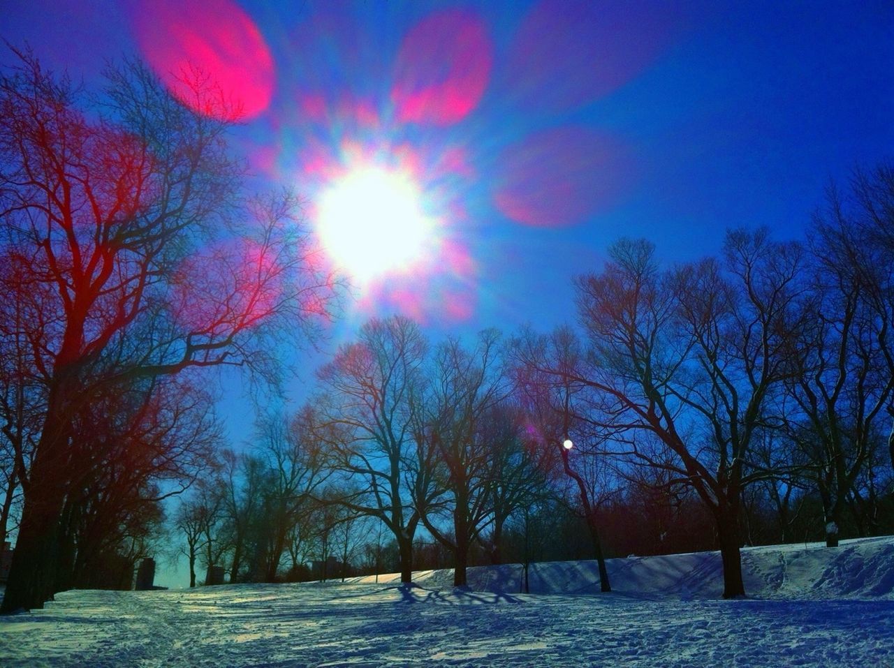 tree, bare tree, snow, winter, cold temperature, sun, tranquility, tranquil scene, beauty in nature, scenics, season, nature, sky, landscape, sunlight, blue, branch, silhouette, weather, lens flare