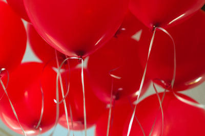 Close-up of red rose