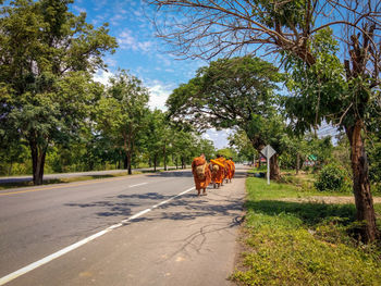 Monks walking on road by trees