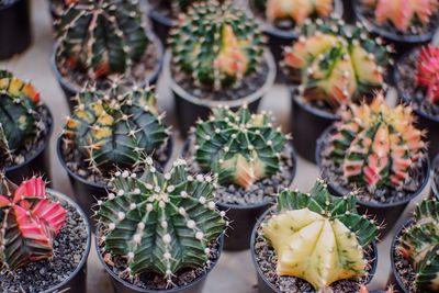 Full frame shot of plants