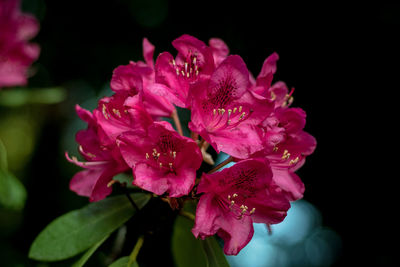 Close-up of pink rose flower