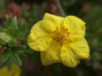 Close-up of yellow flower