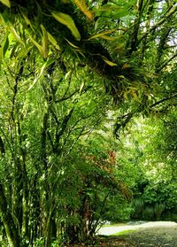 Trees in forest