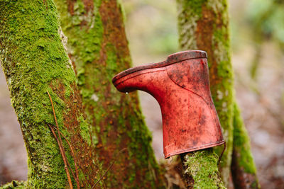 Close-up of boot on tree