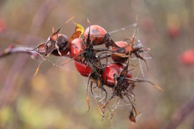 Close-up of insect on spider web