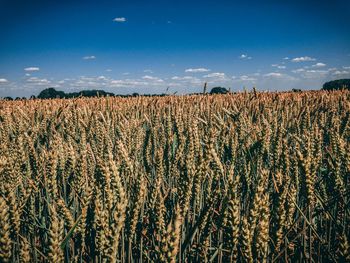 Scenic view of field against blue sky