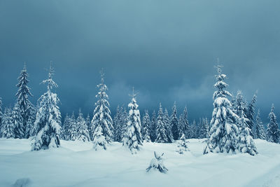 Snow covered trees against sky