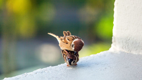 Sibling sparrows showing care and love for each other - singapore