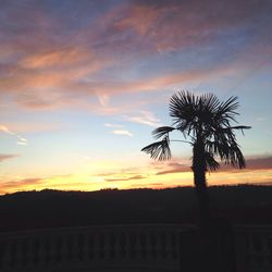 Silhouette of trees at sunset