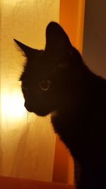 Cat looking away