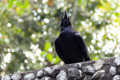 Close-up of bird perching on rock